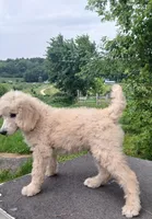 Poppy, a male Poodle - Standard  for sale in Menomonie, WI – 4 of 6