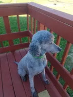 Daisy, a female Poodle - Standard  for sale in Menomonie, WI – 7 of 7