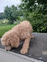 Cash, a male Poodle - Standard  for sale in Menomonie, WI – 6 of 9