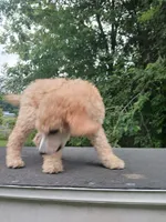 April, a female Poodle - Standard  for sale in Menomonie, WI – 4 of 4