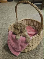 April, a female Poodle - Standard  for sale in Menomonie, WI – 3 of 3