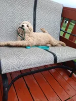 Cash, a male Poodle - Standard  for sale in Menomonie, WI – 4 of 9