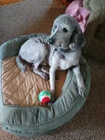 Poppy, a male Poodle - Standard  for sale in Menomonie, WI – 6 of 6