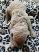 Daisy, a female Poodle - Standard  for sale in Menomonie, WI – 3 of 7
