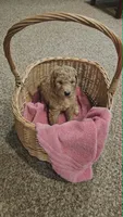 April, a female Poodle - Standard  for sale in Menomonie, WI – 2 of 3