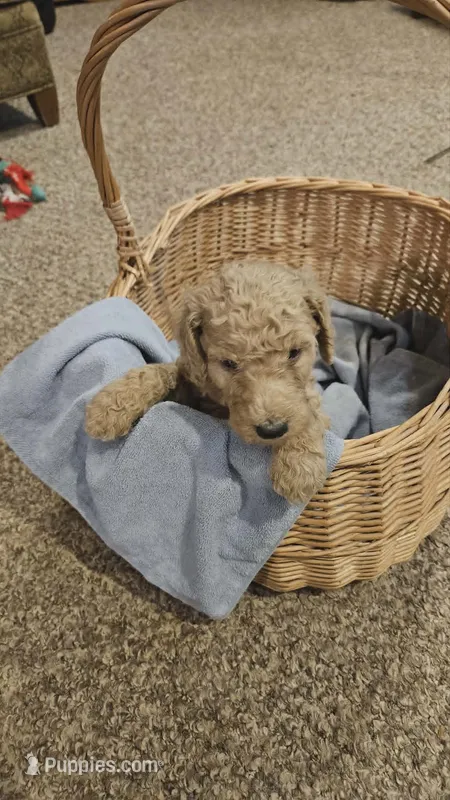 Cash – Poodle - Standard  puppy for sale in Menomonie, WI