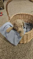 Cash, a male Poodle - Standard  for sale in Menomonie, WI – 1 of 3