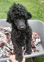 Rain, a female Poodle - Standard  for sale in Menomonie, WI – 2 of 7