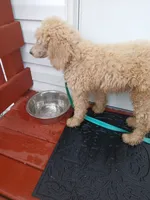 Cash, a male Poodle - Standard  for sale in Menomonie, WI – 3 of 9