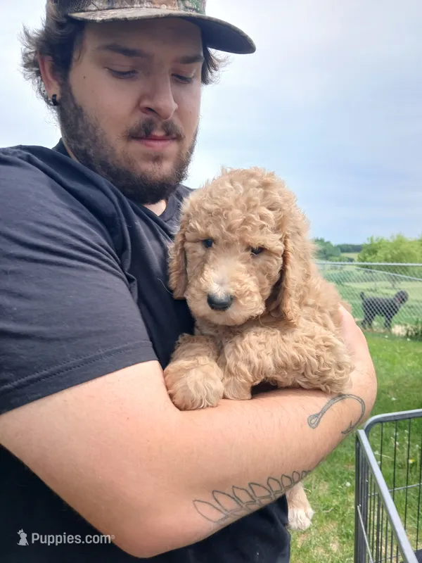 Cash – Poodle - Standard  puppy for sale in Menomonie, WI