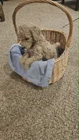 Cash, a male Poodle - Standard  for sale in Menomonie, WI – 2 of 3