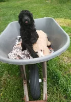 Rain, a female Poodle - Standard  for sale in Menomonie, WI – 5 of 7