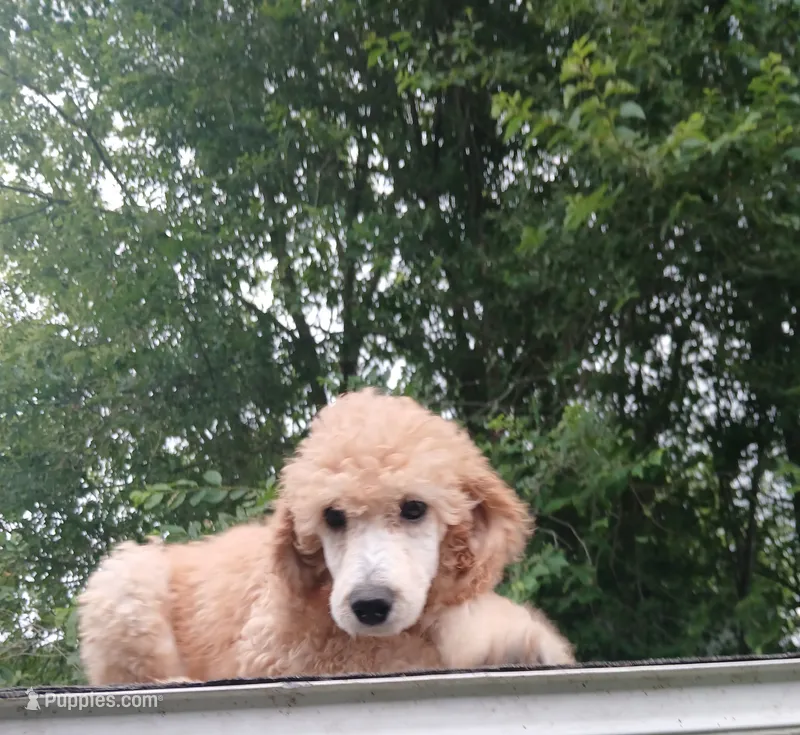 April – Poodle - Standard  puppy for sale in Menomonie, WI