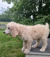Poppy, a male Poodle - Standard  for sale in Menomonie, WI – 3 of 6