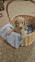 Poppy, a male Poodle - Standard  for sale in Menomonie, WI – 2 of 2