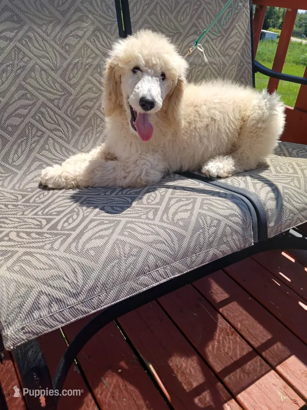 Poppy – Poodle - Standard  puppy for sale in Menomonie, WI