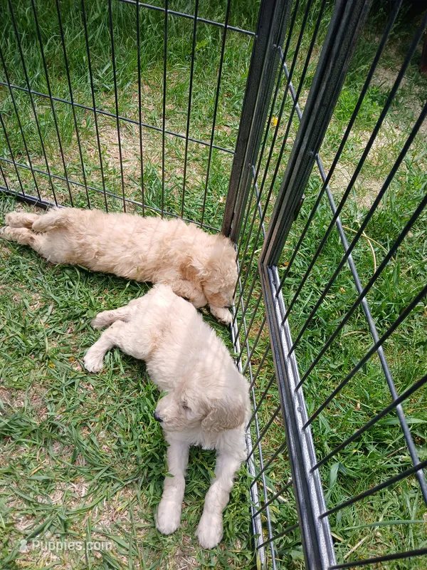 Lilly – Poodle - Standard  puppy on hold in Menomonie, WI