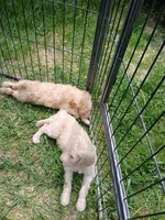 Lilly, a female Poodle - Standard  for sale in Menomonie, WI – 2 of 5