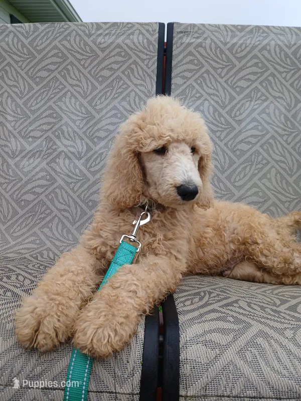 Cash – Poodle - Standard  puppy for sale in Menomonie, WI