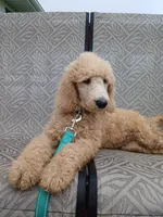 Cash, a male Poodle - Standard  for sale in Menomonie, WI – 1 of 9