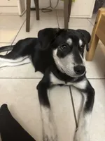 Amy, a female Siberian Husky and Labrador Retriever for sale in Fort Lauderdale, FL – Photo 3 of 3