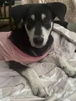 Amy, a female Siberian Husky and Labrador Retriever for sale in Fort Lauderdale, FL – Photo 2 of 3