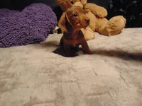 ZOEY, a female Miniature Dachshund for sale in Jefferson City, MO – 3 of 6
