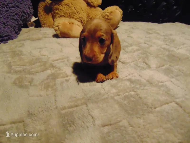 ZOEY, a female Miniature Dachshund for sale in Jefferson City, MO – 1 of 6