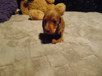 ZOEY, a female Miniature Dachshund for sale in Jefferson City, MO – 1 of 6