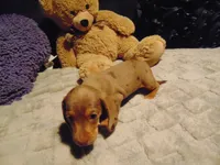 ZOEY, a female Miniature Dachshund for sale in Jefferson City, MO – 5 of 6