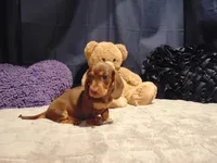 FRITZ, a male Miniature Dachshund for sale in Jefferson City, MO – 1 of 4