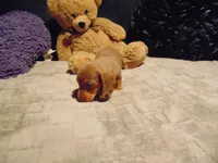 ZOEY, a female Miniature Dachshund for sale in Jefferson City, MO – 4 of 6