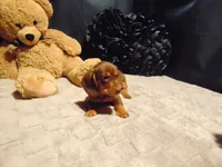 SPANKY, a male Miniature Dachshund for sale in Jefferson City, MO – 2 of 4