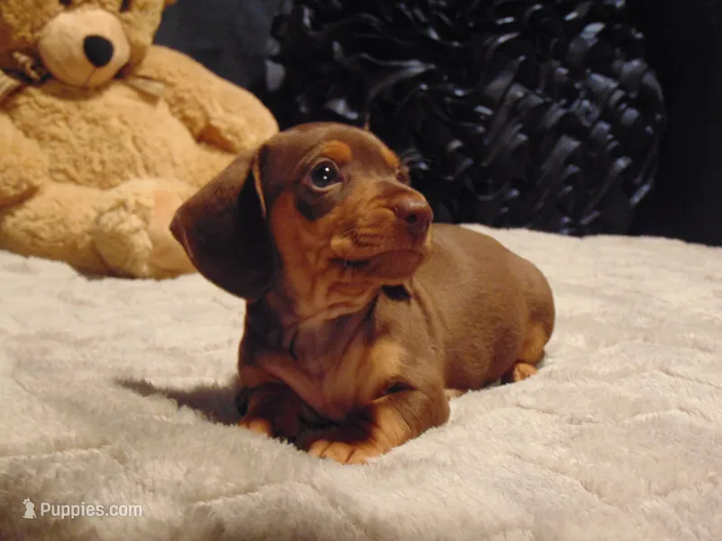 BOOMER – Miniature Dachshund puppy for sale in Jefferson City, MO
