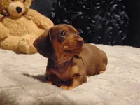BOOMER, a male Miniature Dachshund for sale in Jefferson City, MO – 1 of 4