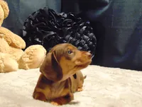 BOOMER, a male Miniature Dachshund for sale in Jefferson City, MO – 4 of 4