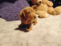 ZOEY, a female Miniature Dachshund for sale in Jefferson City, MO – 2 of 6