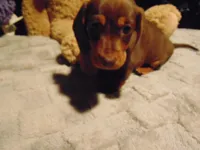 SPANKY, a male Miniature Dachshund for sale in Jefferson City, MO – 3 of 4