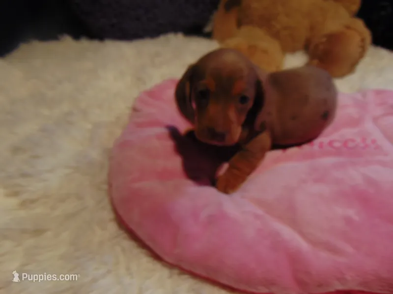 ZOEY – Miniature Dachshund puppy for sale in Jefferson City, MO