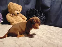 FRITZ, a male Miniature Dachshund for sale in Jefferson City, MO – 2 of 4