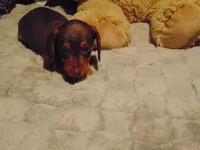 BOOMER, a male Miniature Dachshund for sale in Jefferson City, MO – 2 of 4