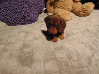 SPANKY, a male Miniature Dachshund for sale in Jefferson City, MO – 4 of 4