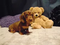 FRITZ, a male Miniature Dachshund for sale in Jefferson City, MO – 3 of 4