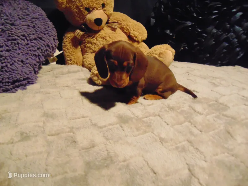 SPANKY – Miniature Dachshund puppy for sale in Jefferson City, MO