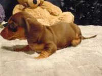 BOOMER, a male Miniature Dachshund for sale in Jefferson City, MO – 3 of 4