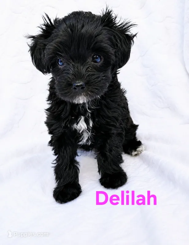 Deliliah – Yorkipoo puppy for sale in Purcell, MO