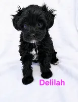 Deliliah, a female Yorkipoo for sale in Purcell, MO – 1 of 1