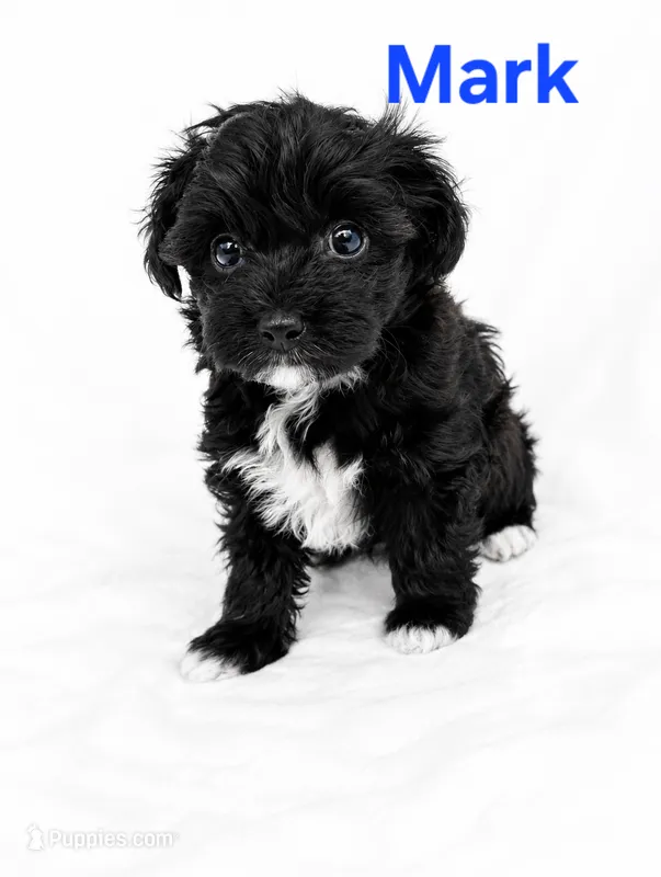 Mark – Yorkipoo puppy for sale in Purcell, MO