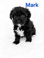 Mark, a male Yorkipoo for sale in Purcell, MO – 1 of 1