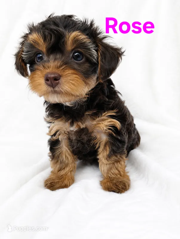 Rose – Yorkipoo puppy for sale in Purcell, MO